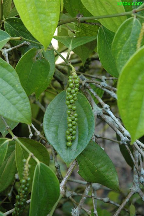 胡椒藤|黑胡椒（胡椒科胡椒属植物）